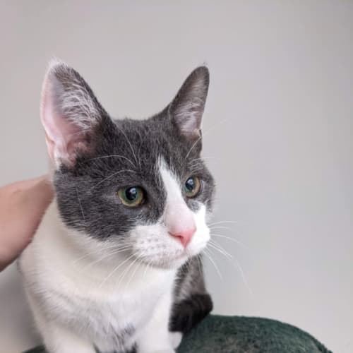 Frankie ~ Meet me at PetStock South Melbourne ❤️