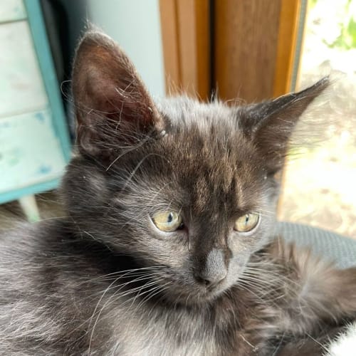 Jet