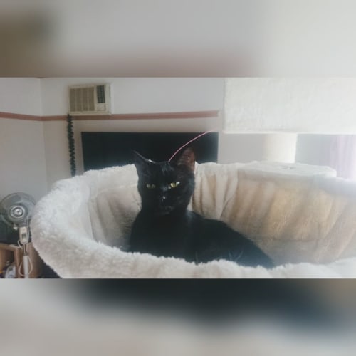 Eevee **2nd Chance Cat Rescue**