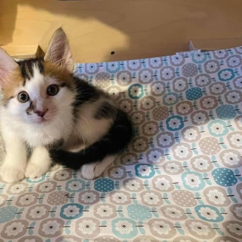 Peanut