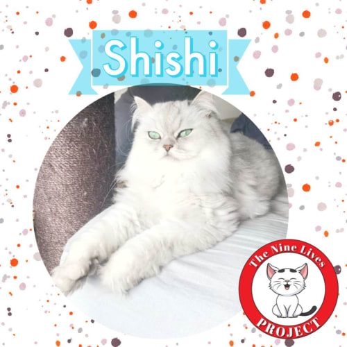 ShiShi *9 Lives Project Rescue*