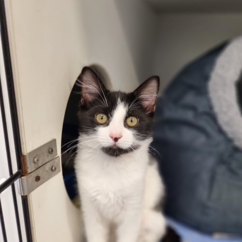 KiKi 