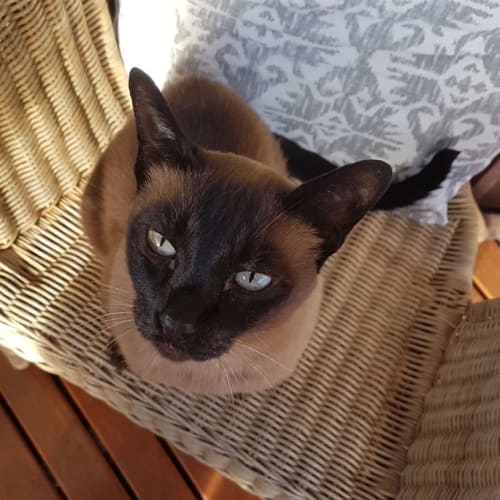 Frankie