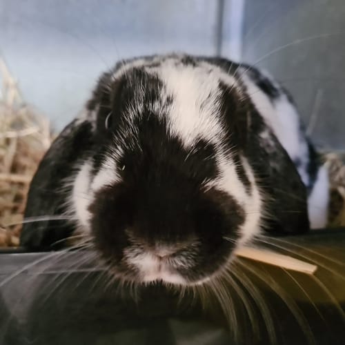 Oreo