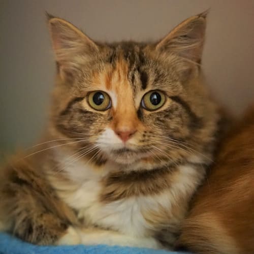 Gracie