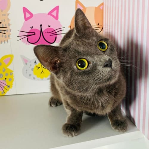 Pomegranate - Meet me at PetStock Mitcham
