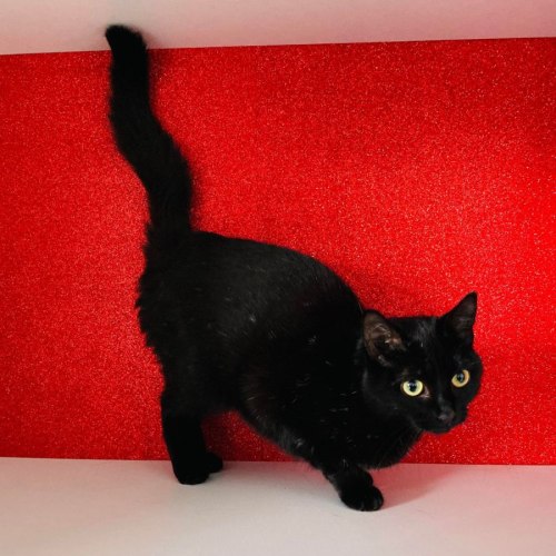 Chilli - Meet me at PetStock Mitcham