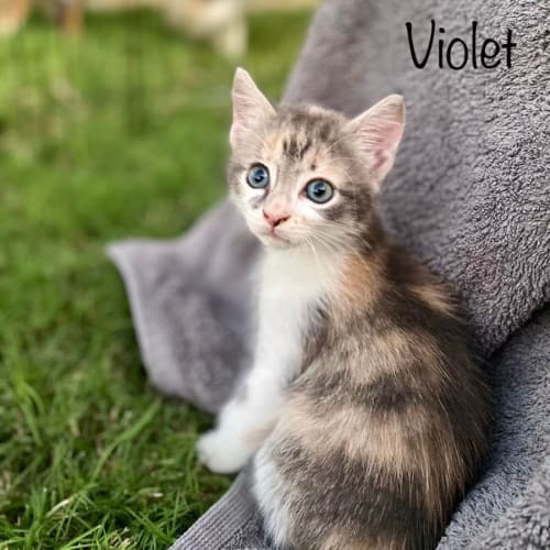 Violet