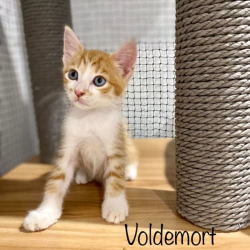 Voldemort