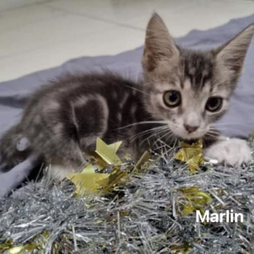 Marlin