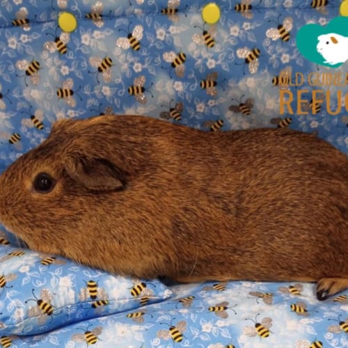 Neville (desexed male)