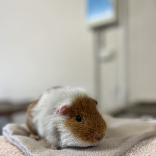 Ernie 