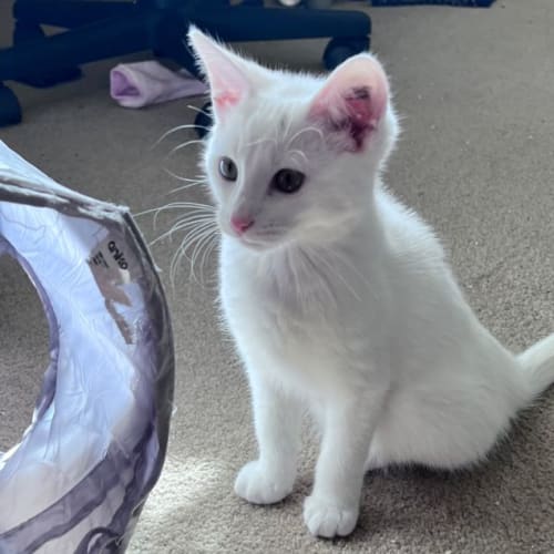 Lily