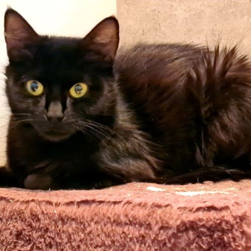Cinna ** 2nd Chance Cat Rescue**