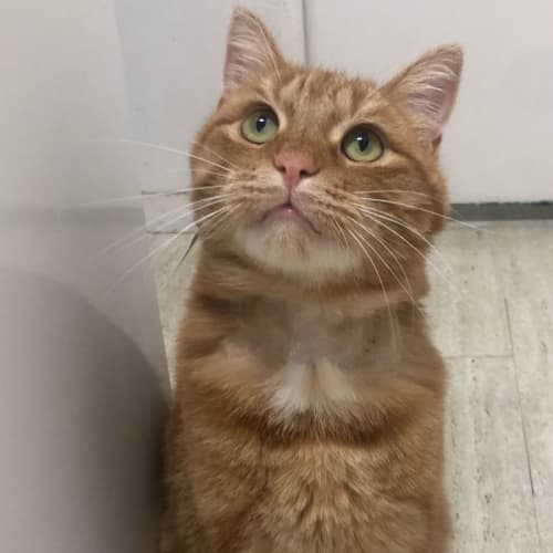 Nemo