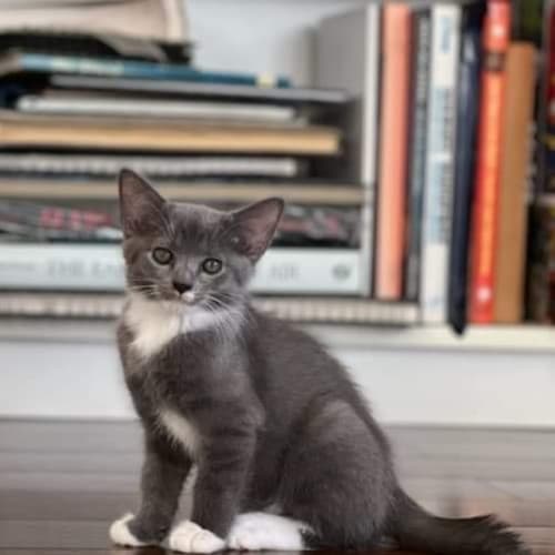 Onyx