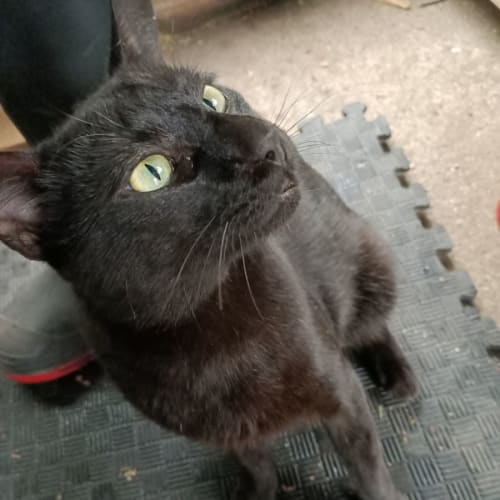 Oscar