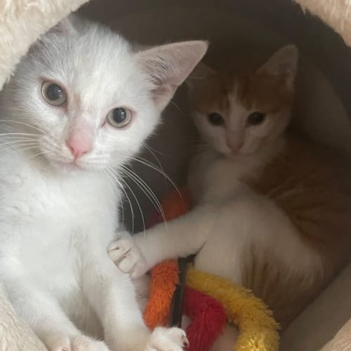 Cookie & Milky Bar ~ Meet us @ PetStock Mornington