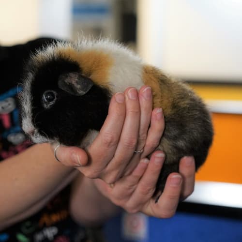 Ginny Pig