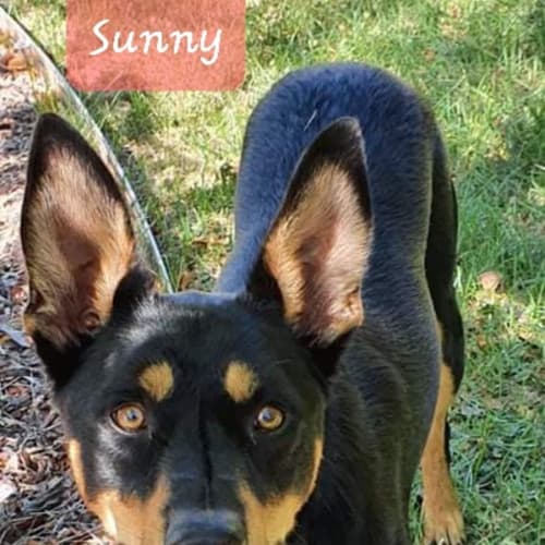 Sunny