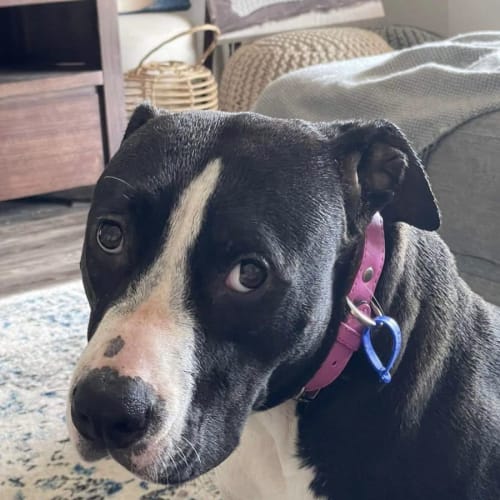 Millie - 1 Year Old Staffy X (Adopted)