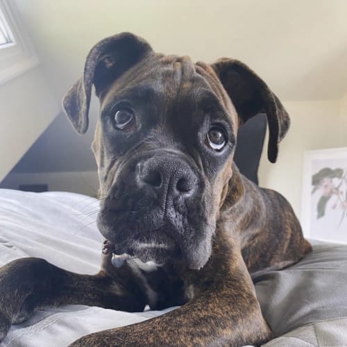 Odin
