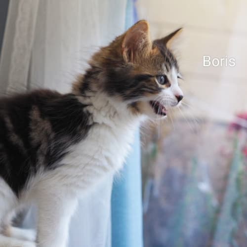 Boris