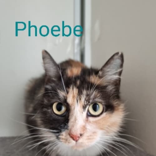Phoebe 