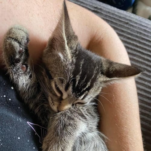 Pepper