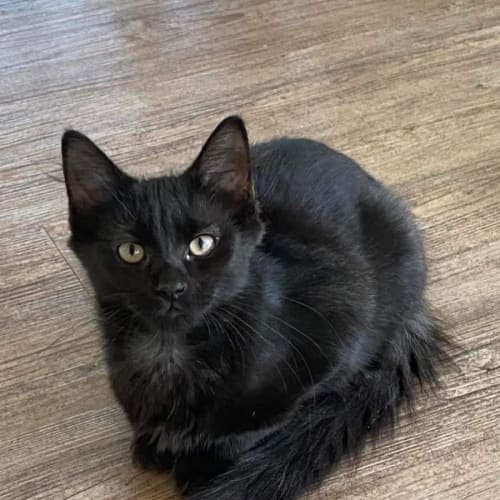 Franklin 