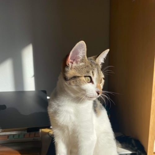 Alessandro