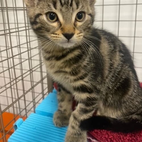 Maverick ( Was Tigger )