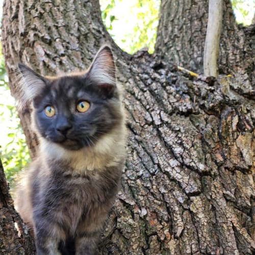 Bonita 