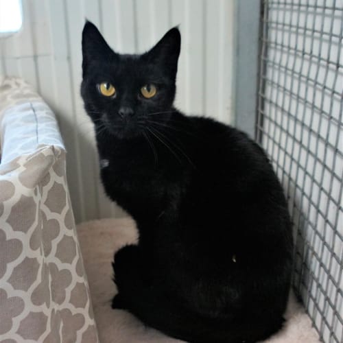 Knox