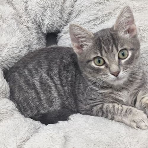 Pinot- Located in Pascoe Vale