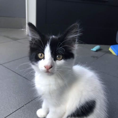 Smudge
