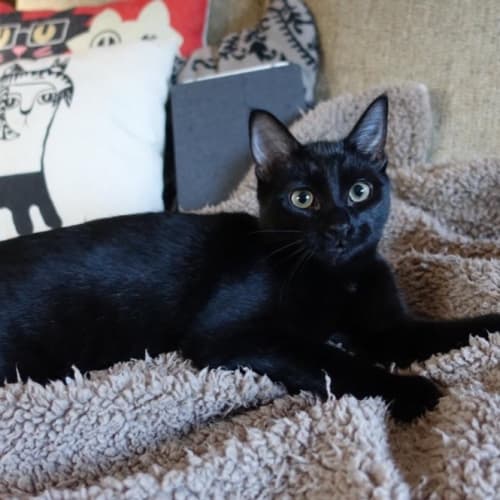 Micah