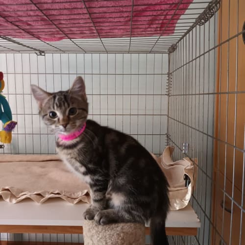 Mr Lizard **2nd Chance Cat Rescue**