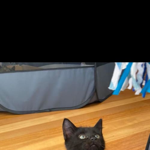Basil - Located in Kew