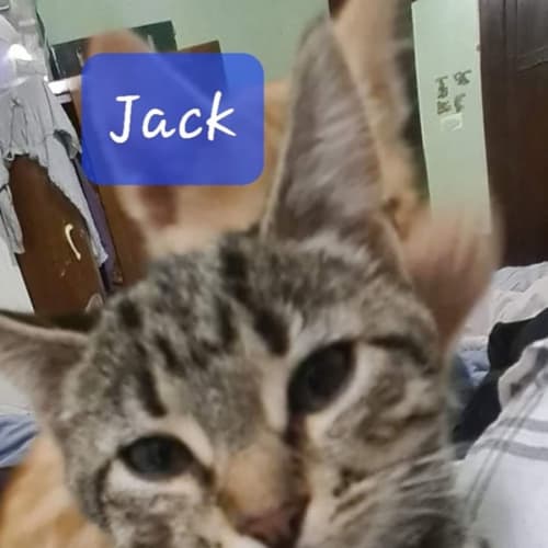 Jack