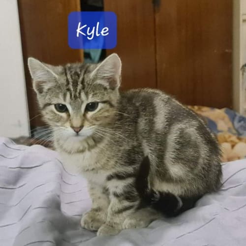 Kyle