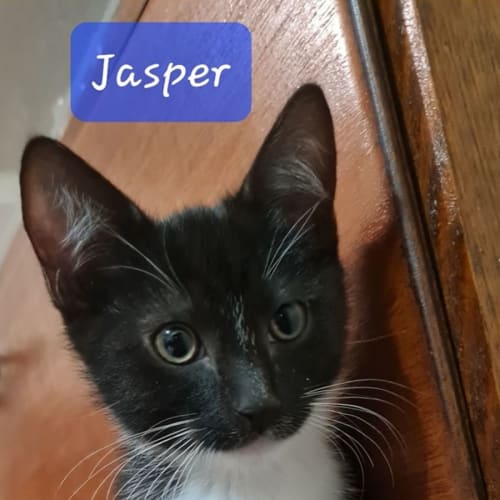 Jasper