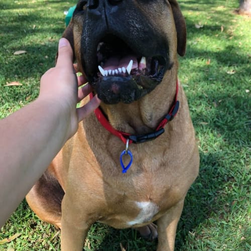 Maluka ~ 5yr Old Boxer X(On Trial 21/05/2022)