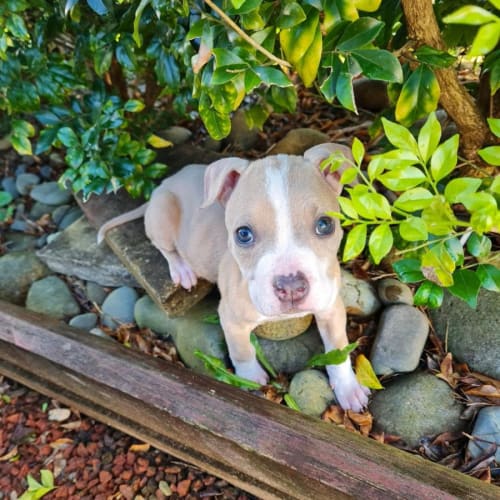 Cookie ~ American Staffy X Puppy(Rev.Apps 1/5/22)