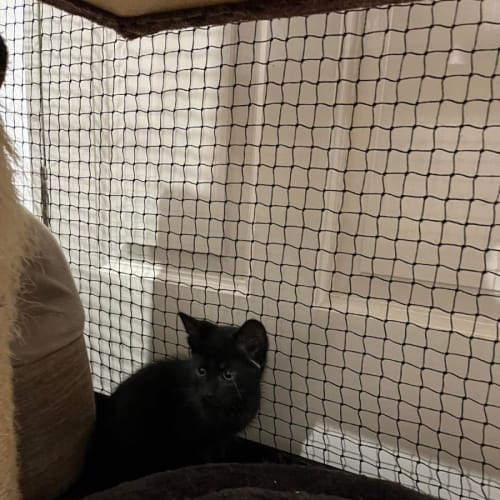 Milo**2nd Chance Cat Rescue**
