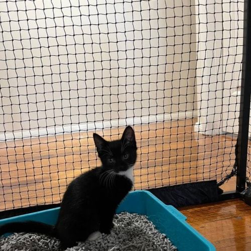 Socks**2nd Chance Cat Rescue**