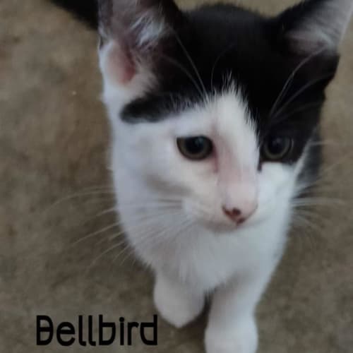 Bellbird