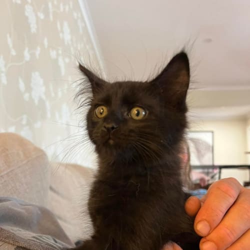 Junior**2nd Chance Cat Rescue**