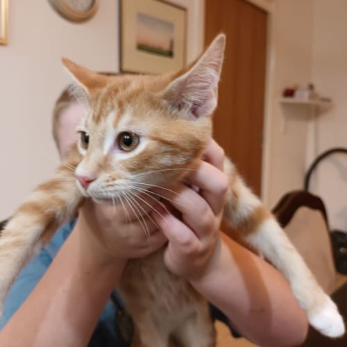 Cuddlepie**2nd Chance Cat Rescue**