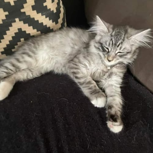 Dusty**2nd Chance Cat Rescue**